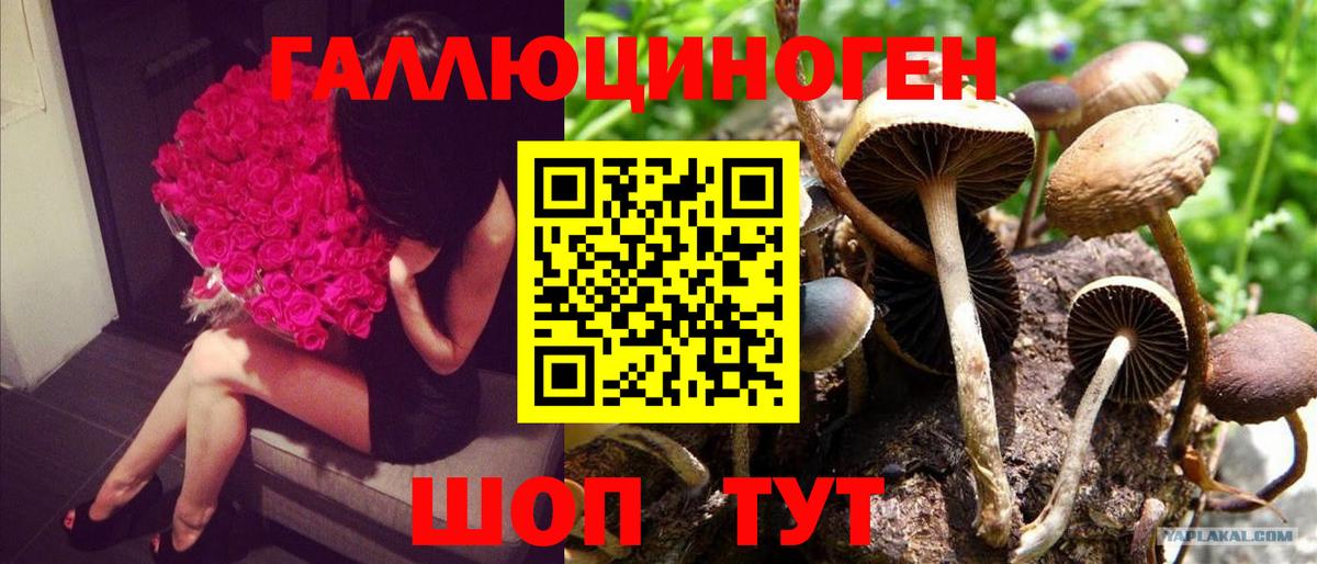 Псилоцибиновые грибы Psilocybine cubensis Новодвинск